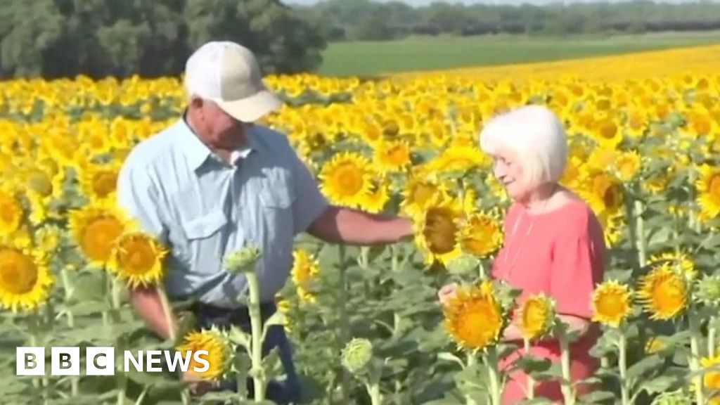 Man plants massive sunflower field to surprise wife