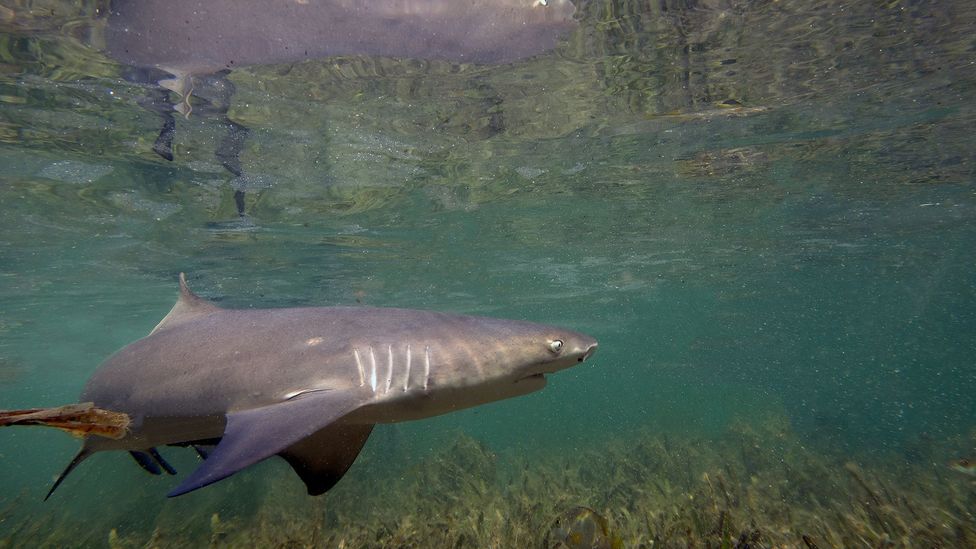 ‘Yum-yum yellow’: Are sharks attracted to bright colours?