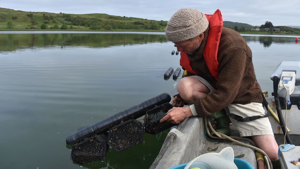 Seawilding: the Scottish community reviving a loch