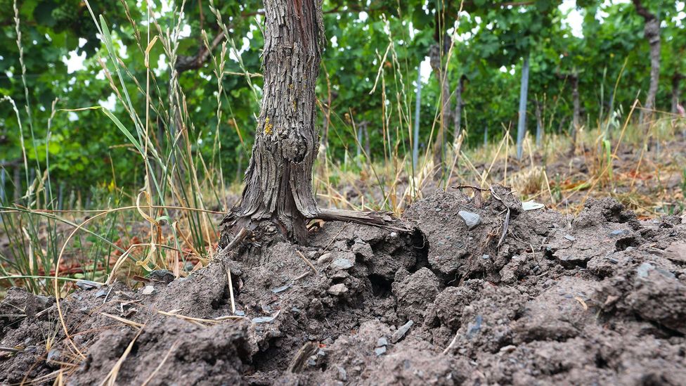 The microbes that could protect grapevines from climate change