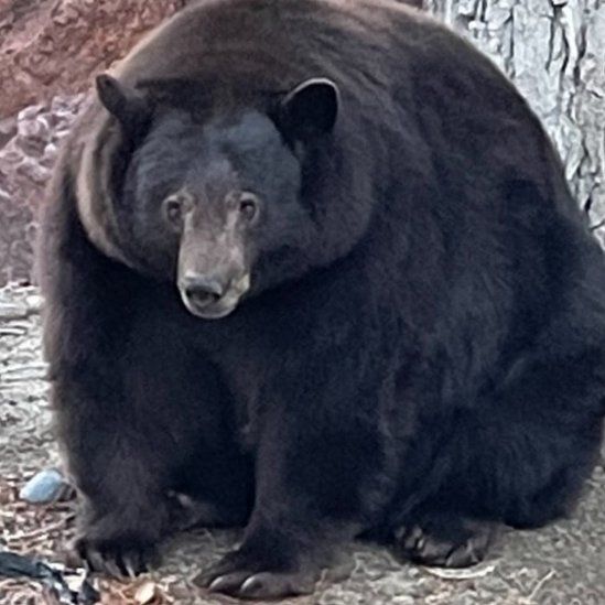 Hank the Tank: Fugitive burglar bear captured in California