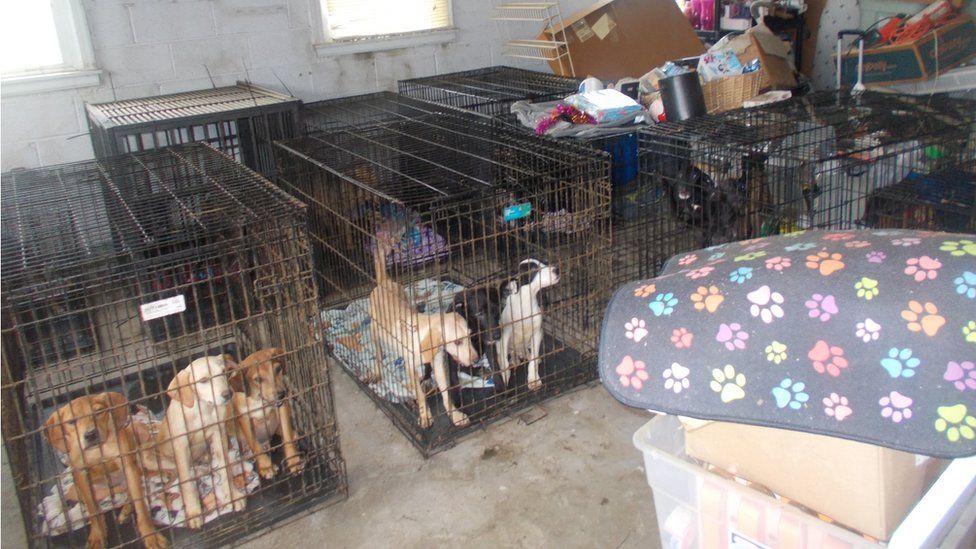 Donations flood US shelter after rescue of 86 dogs from ‘horrible conditions’