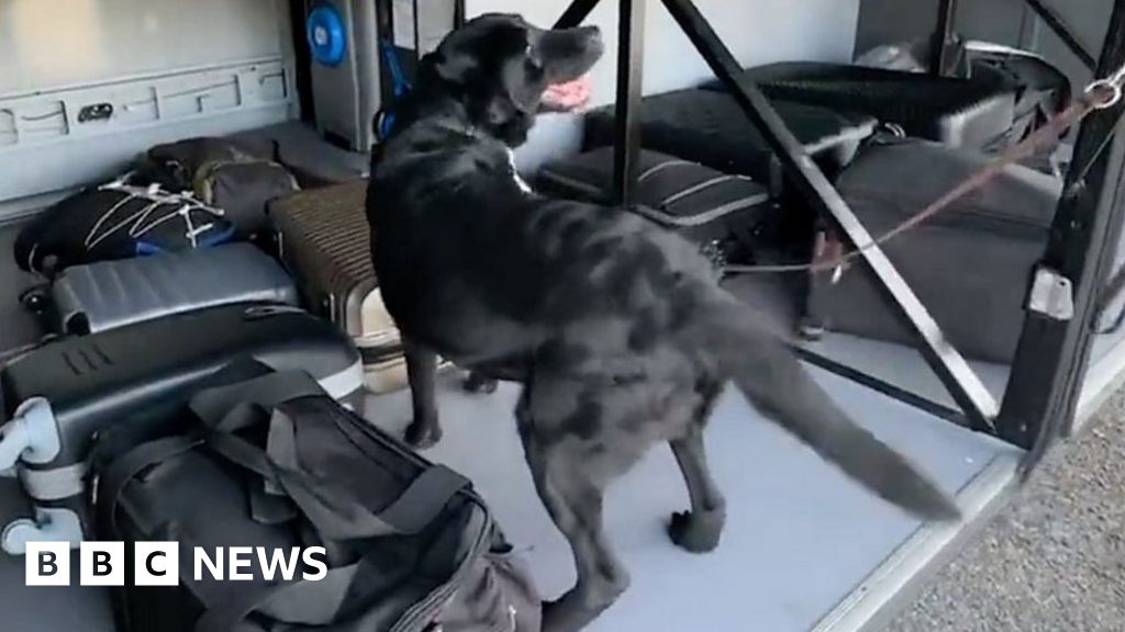 Watch moment police dog sniffs out €1m hidden cash