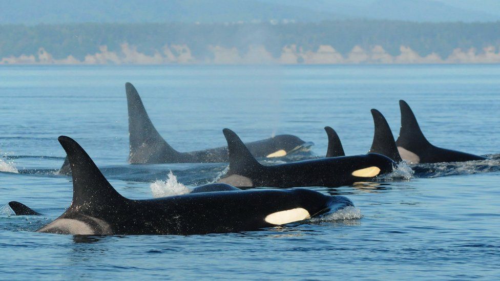 Atlantic orcas ‘learning from adults’ to target boats