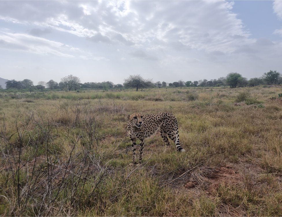 Cheetahs in Kuno: Is India’s effort to reintroduce the big cat facing a crisis?