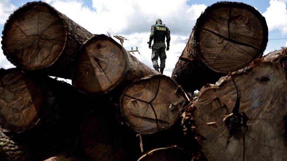 Amazon rainforest: Deforestation in Brazil at six-year low