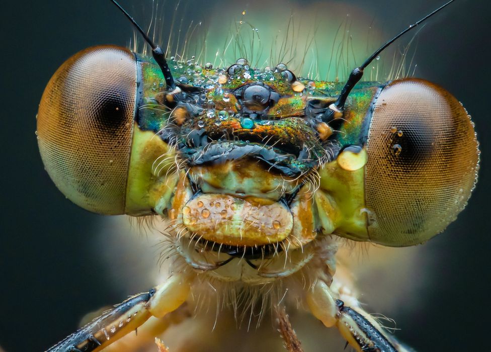 Incredible photos of ‘wee beasties’ in Glasgow park