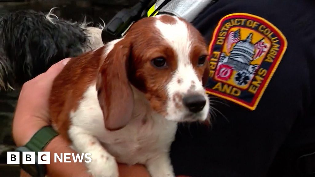 Tearful reunions as 20 dogs rescued from flash flood