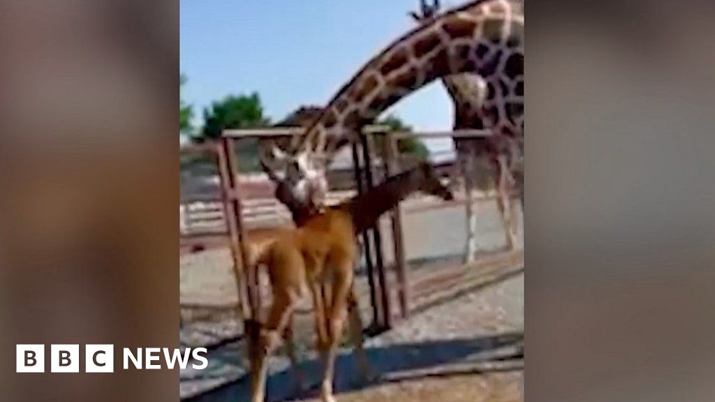 Baby giraffe born with no spots is incredibly rare