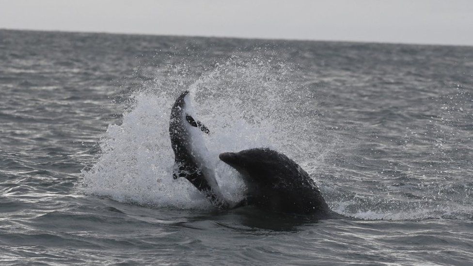 Dolphin spotters shaken by Ceredigion porpoise killing