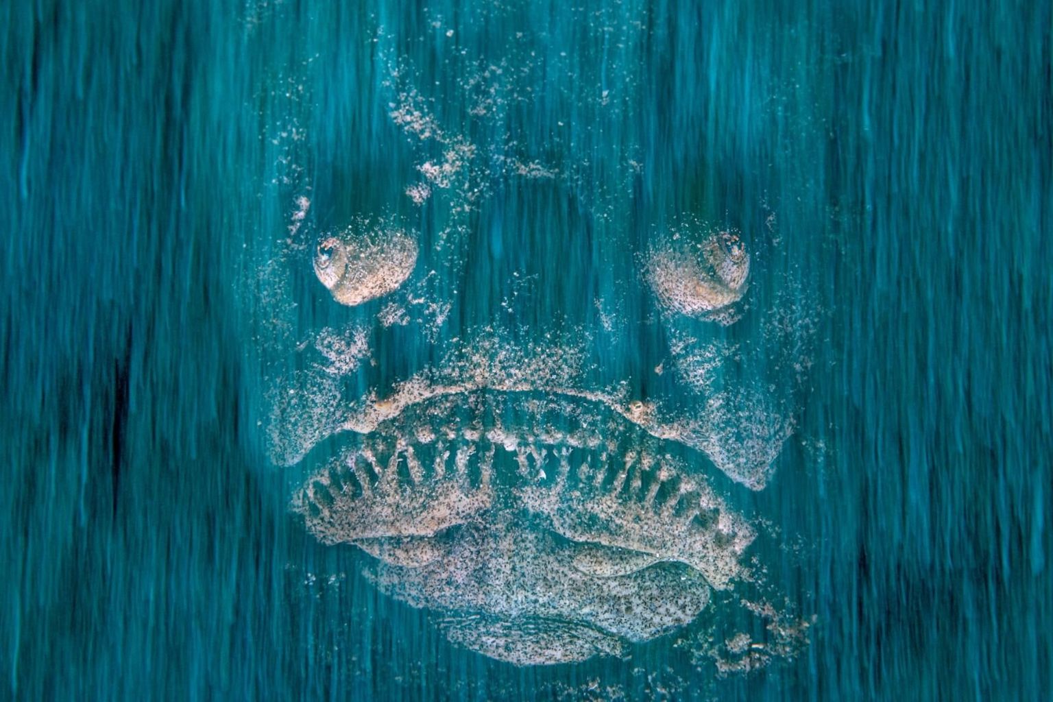 Wildlife Photographer of the Year: ghostly face or fish?