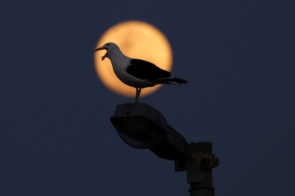 Blue supermoon: World gazes at rare lunar phenomenon