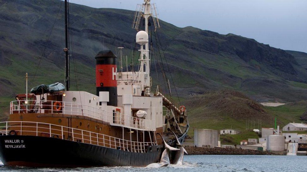 Whaling to resume in Iceland but under strict rules