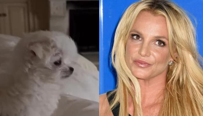 Britney Spears’ New Furry Family Member Has Drawn Criticism from Animal Rights Organizations