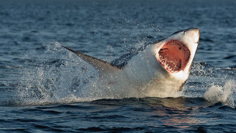 Megalodon: the superpredator that ate its siblings in the womb