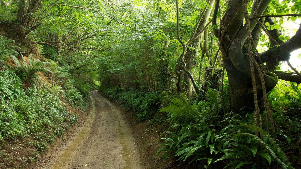 England’s mysterious sunken roads