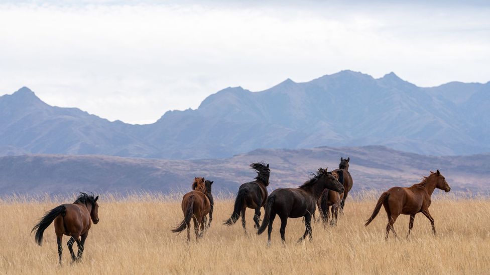 Kazakhstan: A road trip through the nation’s immense landscapes