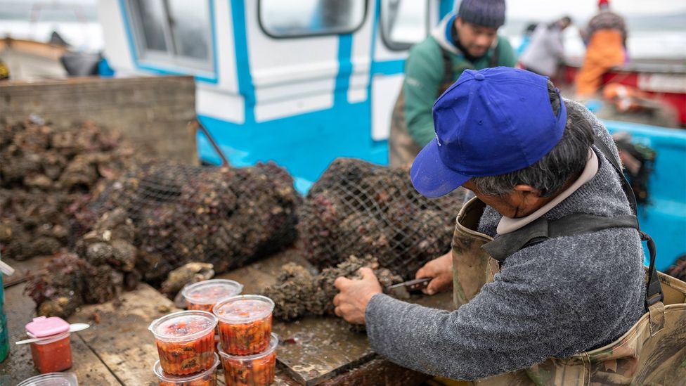 Chile’s ‘ugly’, edible sea-squirt