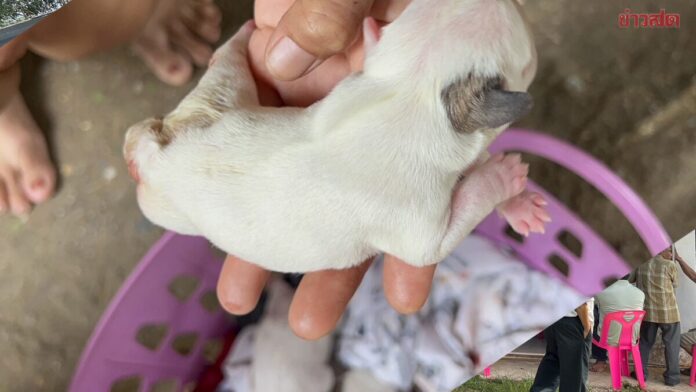 ชาวบ้านเฮลั่น น้องหมา6ขาให้โชค เกิดตอนเช้าวันหวยออก ตกบ่ายพาถูกกันทั้งซอย