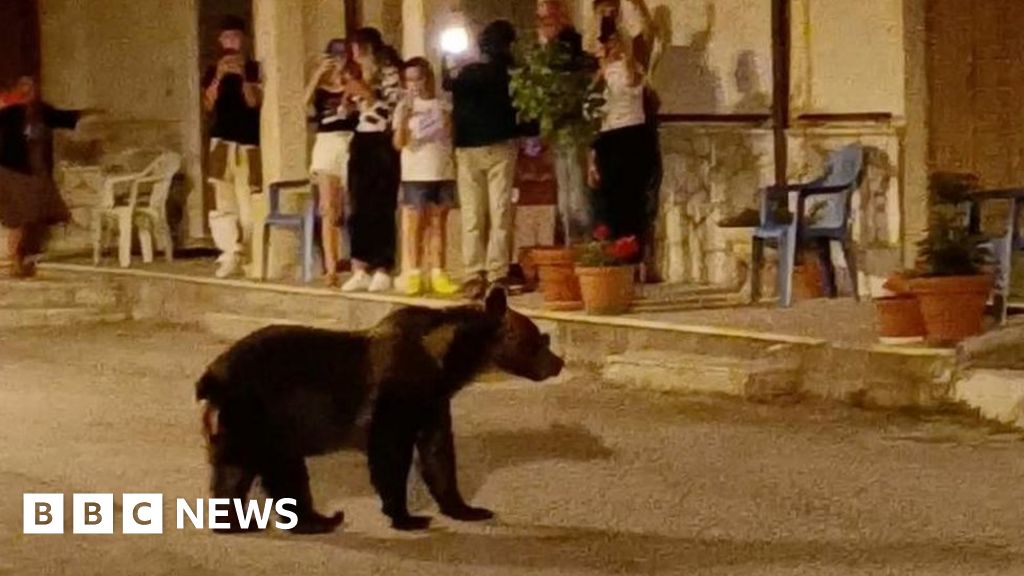 Shock after popular bear shot dead in Italian town