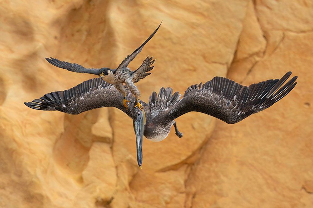 Peregrine Falcon image wins bird photo award