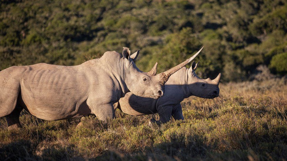 Conservationist group African Parks to free 2,000 rhinos from South Africa farm