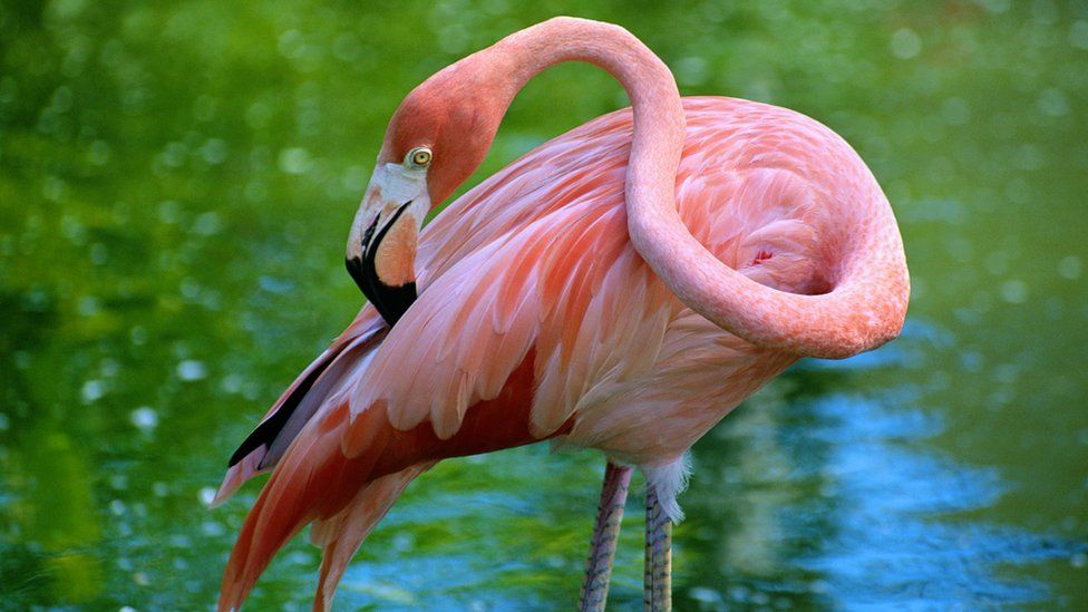 Hurricane Idalia blows flamingos as far as Ohio