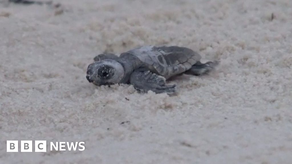 Baby turtles make it to sea from rare nesting site