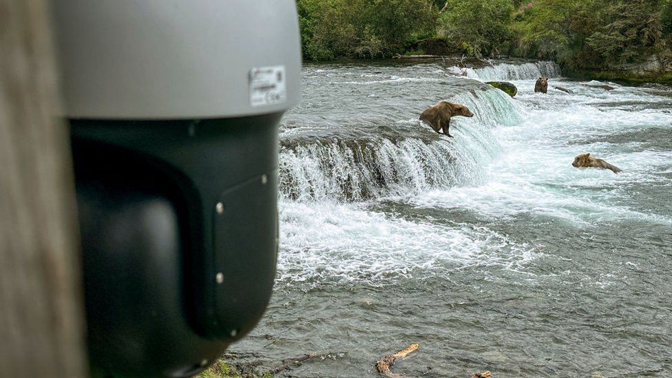 ‘Bear cam’ viewers save stranded hiker in Alaska