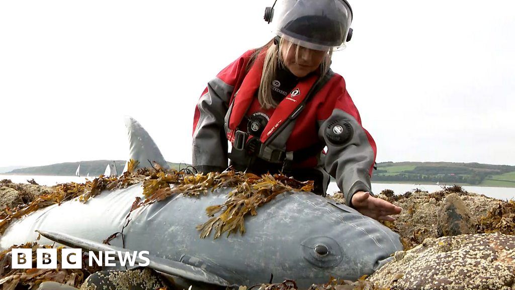 Mass stranding’ exercise to save whales