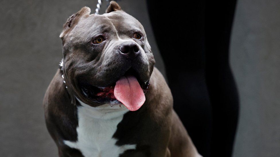 What is an American bully XL and should the breed be banned?