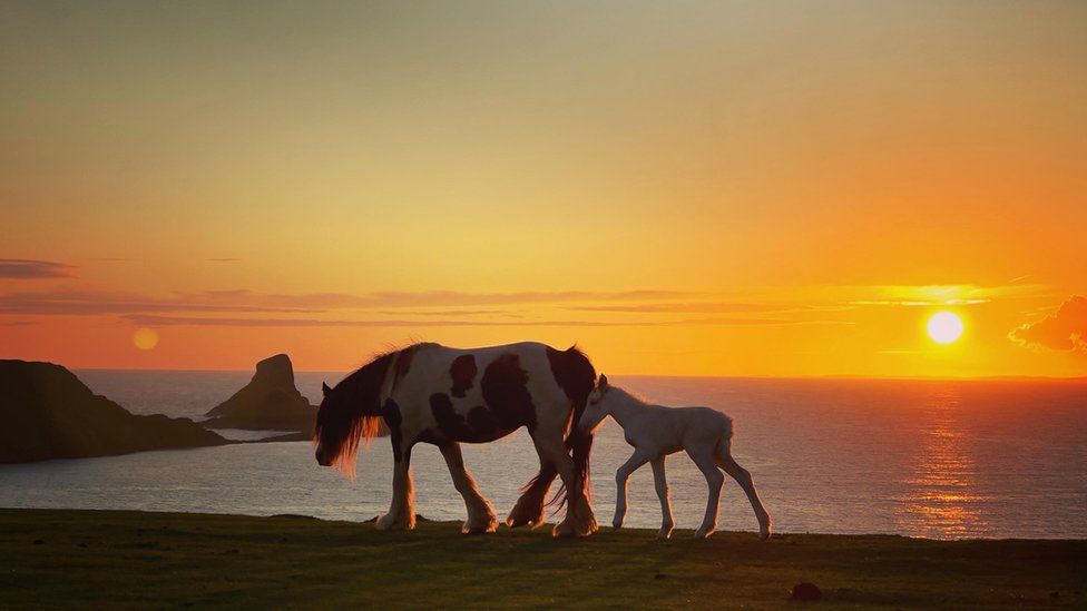 Selfie takers forced pony off cliff in Gower, farmers says