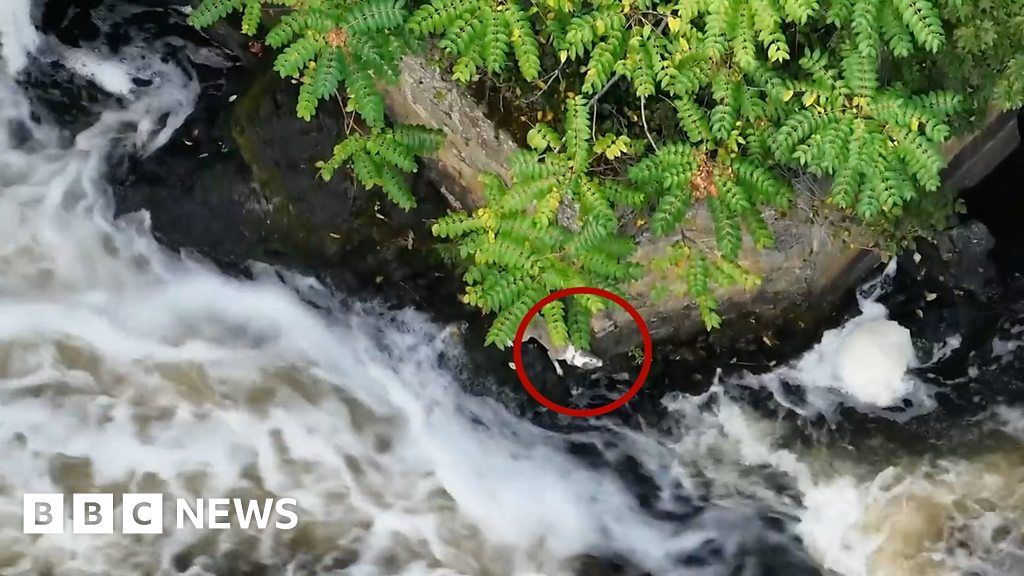 Watch: Rescuers save missing dog trapped in river