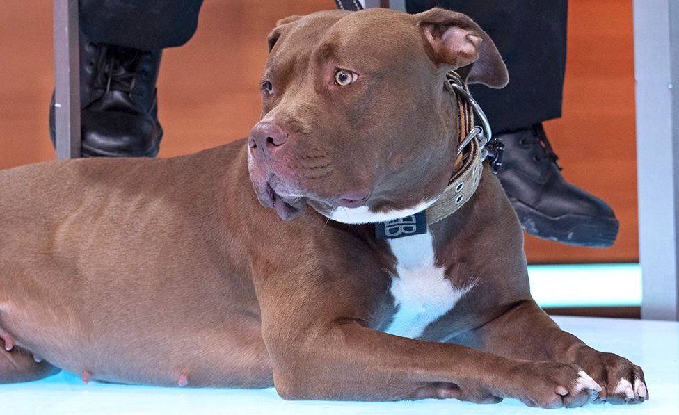 Why is the UK banning American XL Bully dogs?