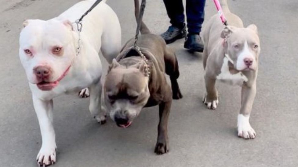 American bully XL dogs to be banned, Sunak says