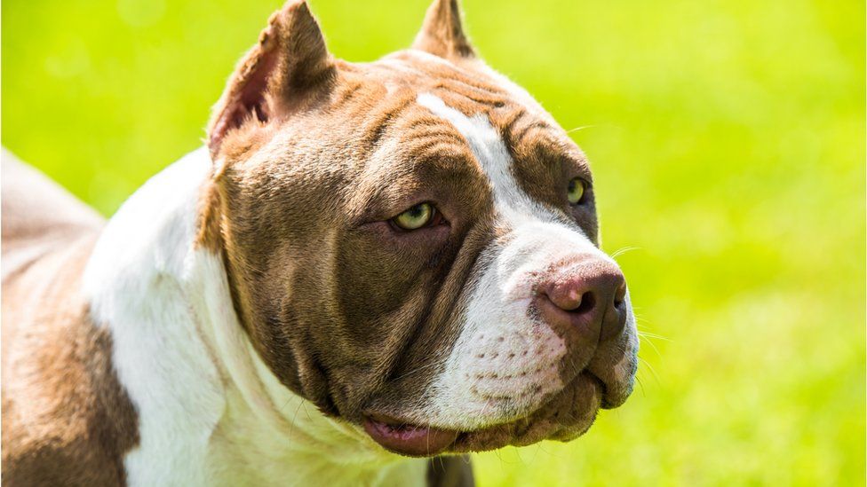 American bully XLs will not be culled under ban, says chief vet