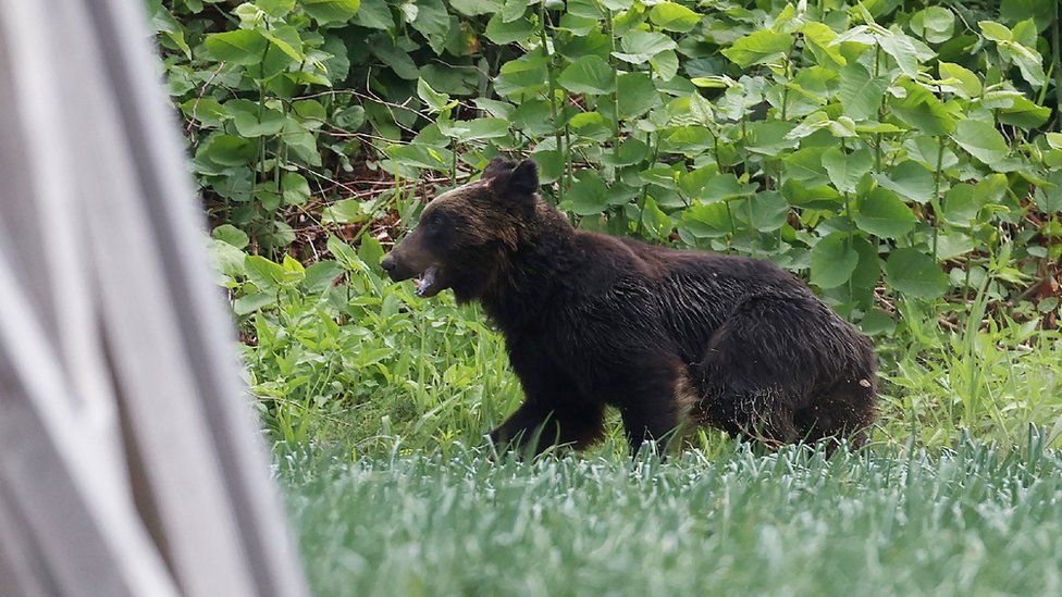 It’s bears versus robot wolves in ageing Japan