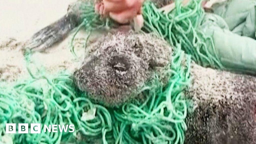 Watch: Seal pups trapped in nets rescued by beachgoers