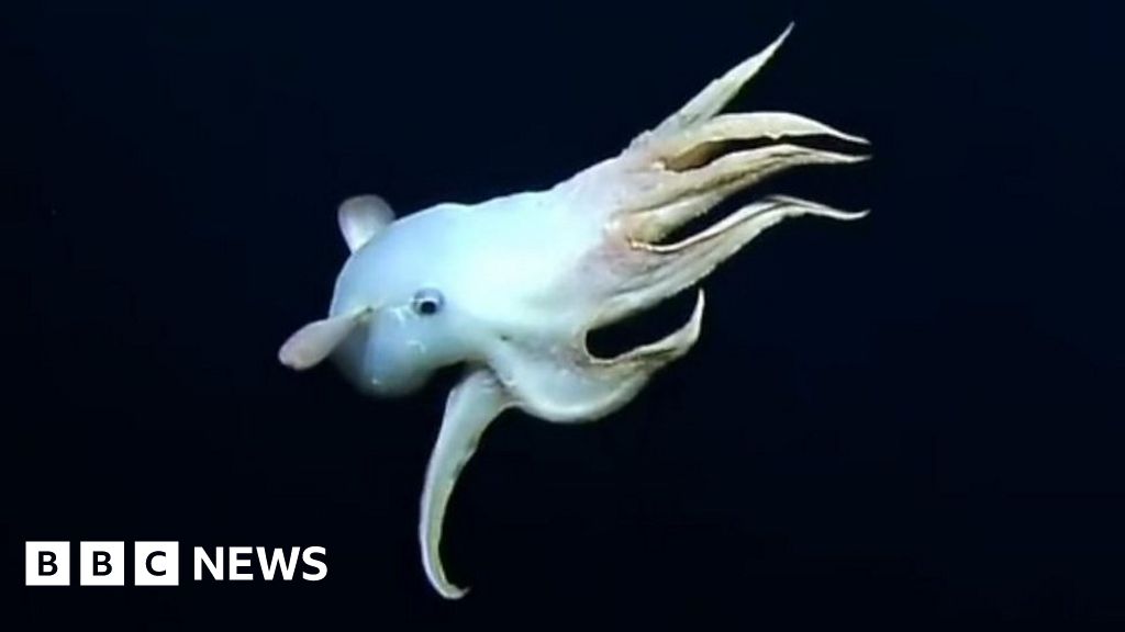 Rare ‘Dumbo’ octopus filmed in deep sea