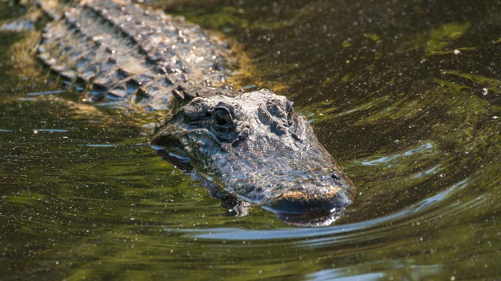 Woman’s body found in jaws of 13ft Florida alligator identified