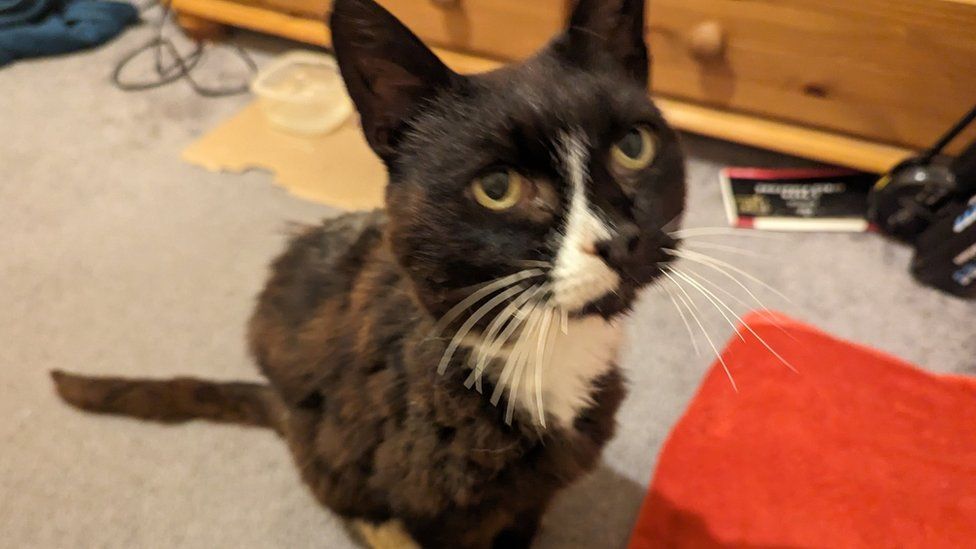 Cat missing for 11 years reunited with owner