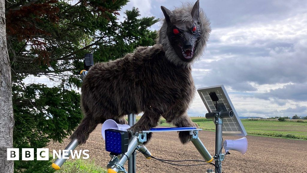 The Robot wolves trying to scare off Japan’s bears