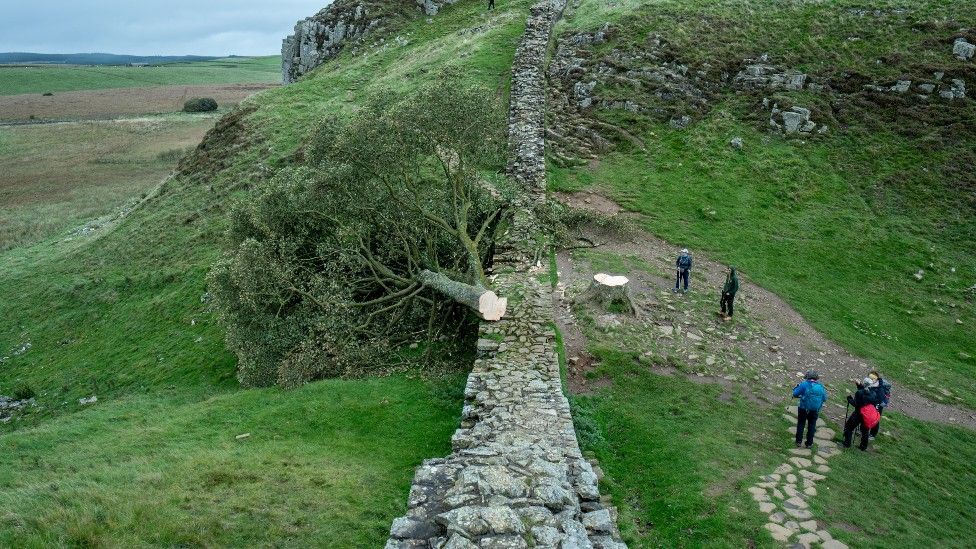 Sycamore Gap: Hopes shoots could regrow from felled tree