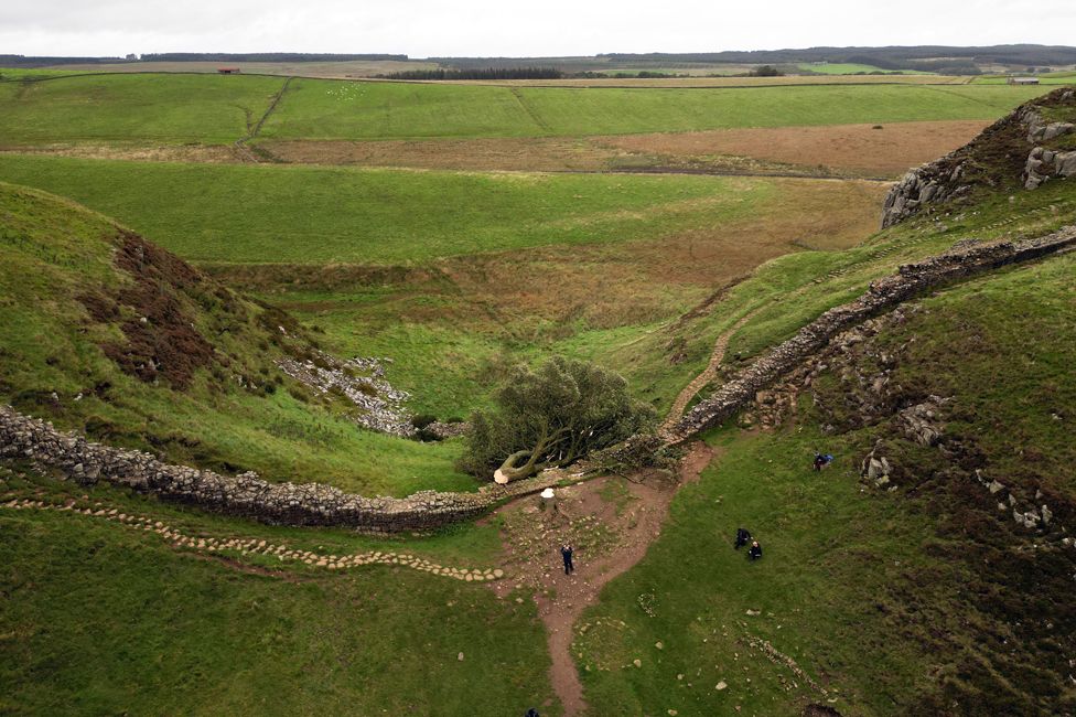 Sycamore Gap tree at Hadrian’s Wall ‘felled overnight’