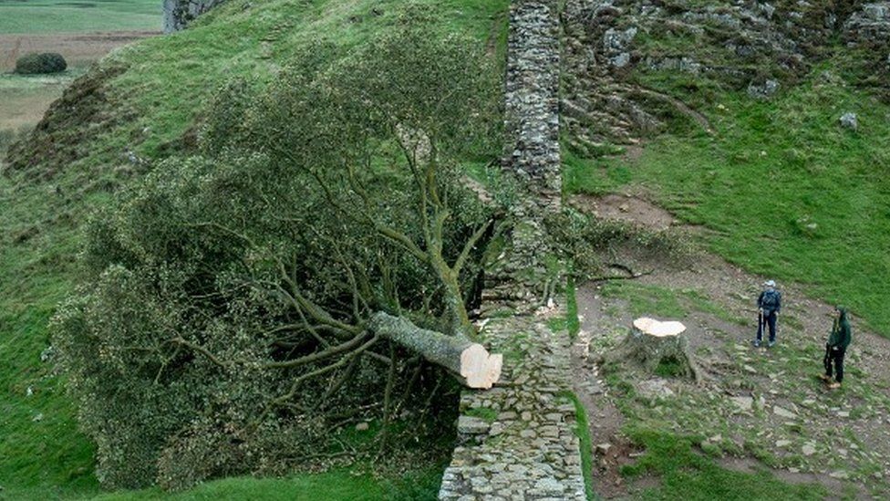 Man in his 60s held over Sycamore Gap tree felling