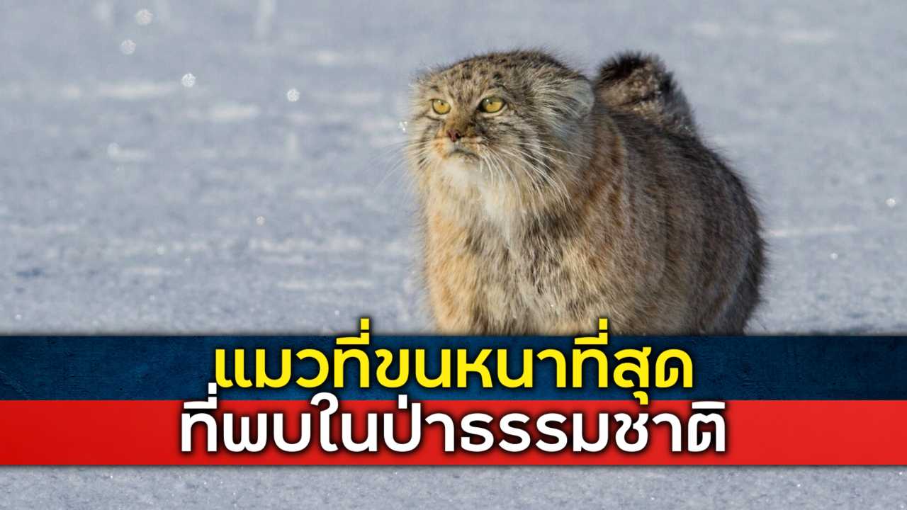 สายพันธุ์แมวที่มีขนหนาแน่นมากที่สุด ที่สามารถพบได้ในธรรมชาติ