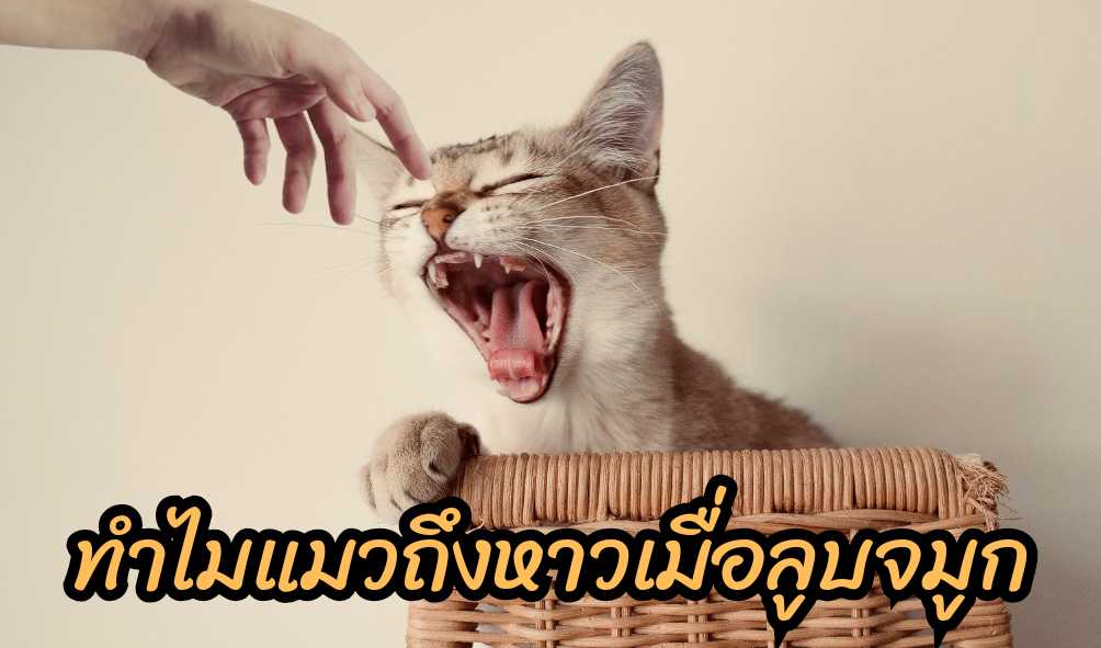 หากแมวหาวเมื่อคุณลูบจมูก นั่นแปลว่ามันรักคุณ!