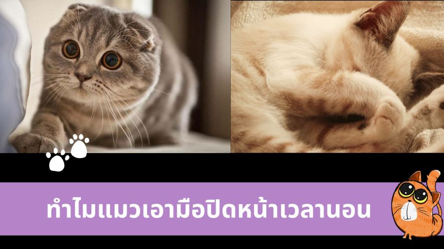 ทำไมแมวเอามือปิดหน้เวลานอน