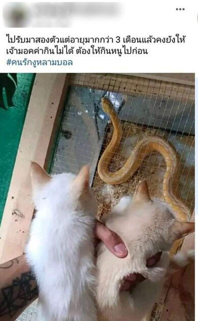 ทาสแมวเดือด!!! หนุ่มรับลูกแมวไปให้งูเหลือมเขมือบกินเป็นอาหาร
