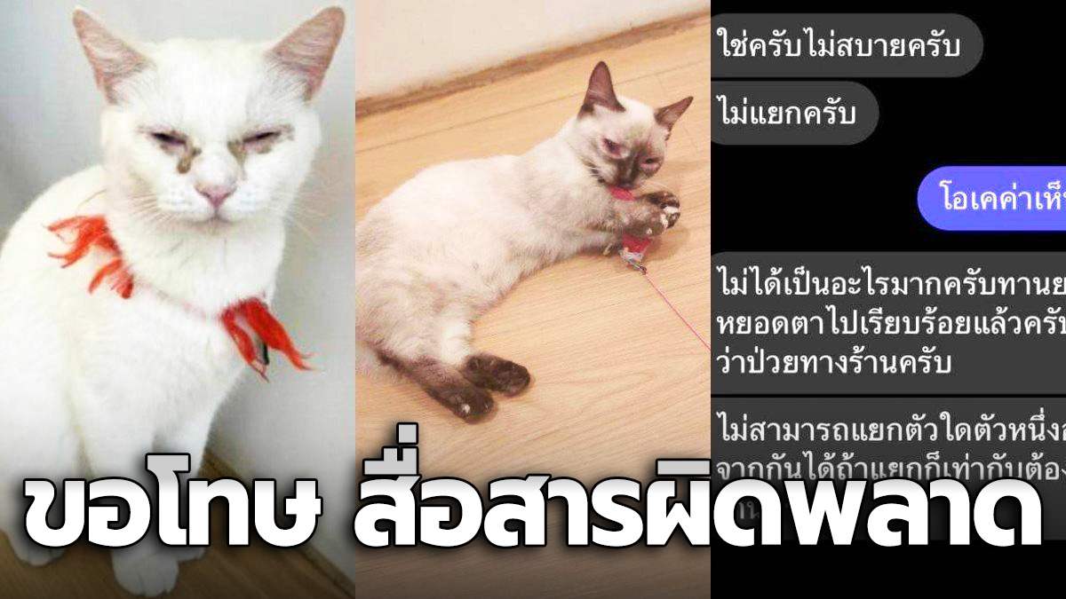 คาเฟ่แมว โพสต์ กราบขอโทษรับสื่อสารผิดพลาด ยืนยันดูแลและรักษาน้องแมวดีทุกตัว